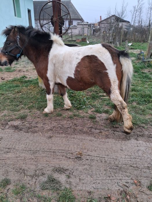 Vând poneita  gestanta