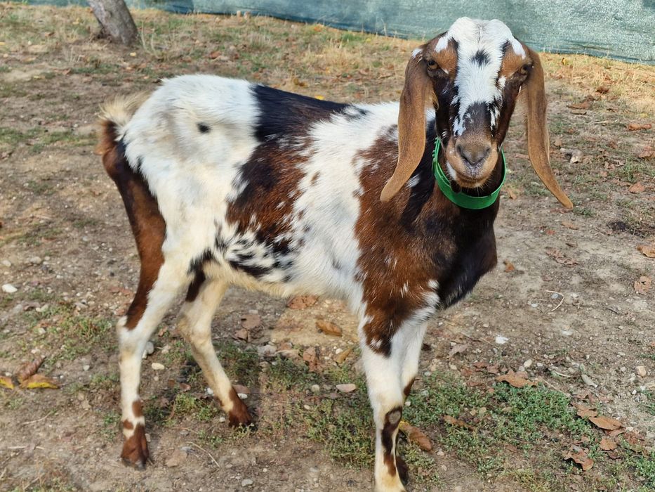Vând capra anglo nubian