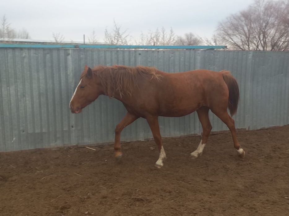 Продаеться кобыла весной будет 4 года