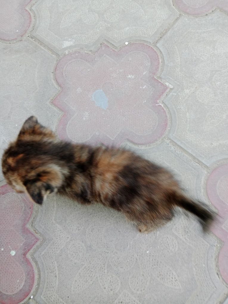 Отдадим котёнка в хорошие руки