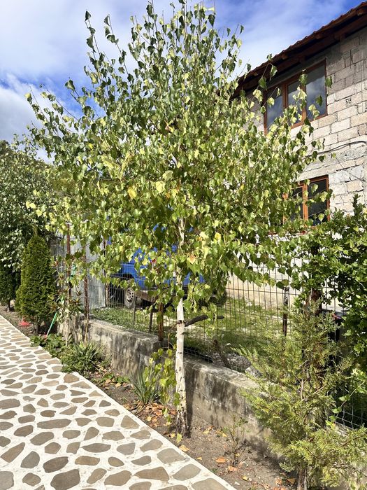 Mesteacan alb Leylandy Tuia