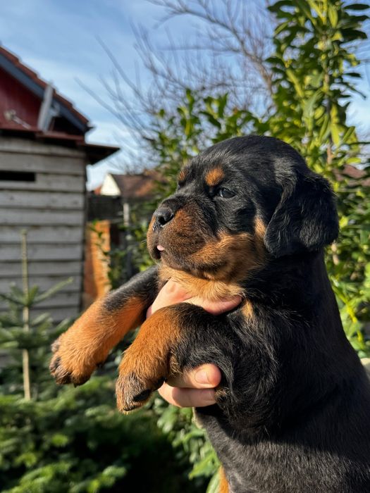 Pui rottweiler talie mare