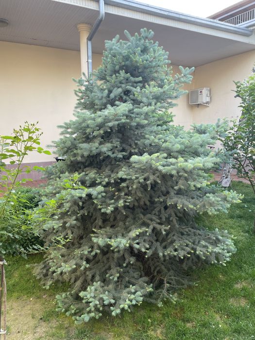 Продам галубой ель