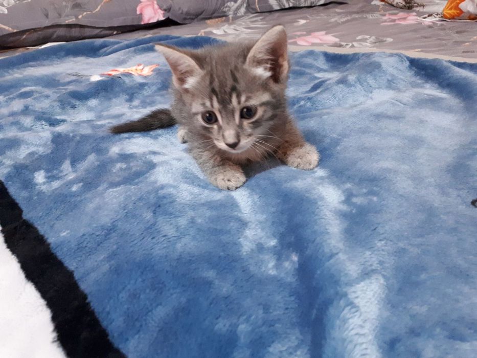 Пристраиваются котята