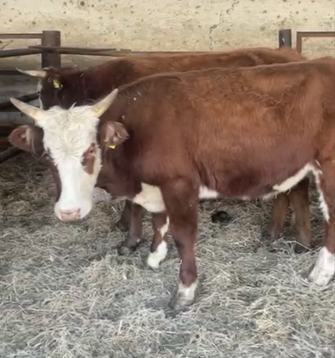 Бұқа өгіз сиыр малы