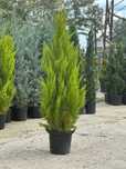 Cupressocyparis Leylandii Oriunde in tara