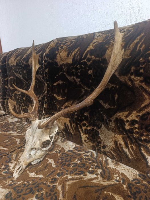 Еленски рога със череп