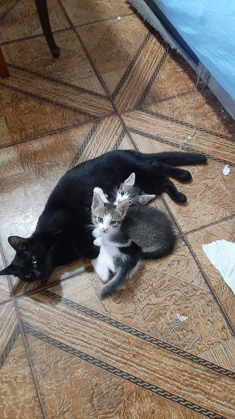 Pui de pisică drăgălași și jucăuși