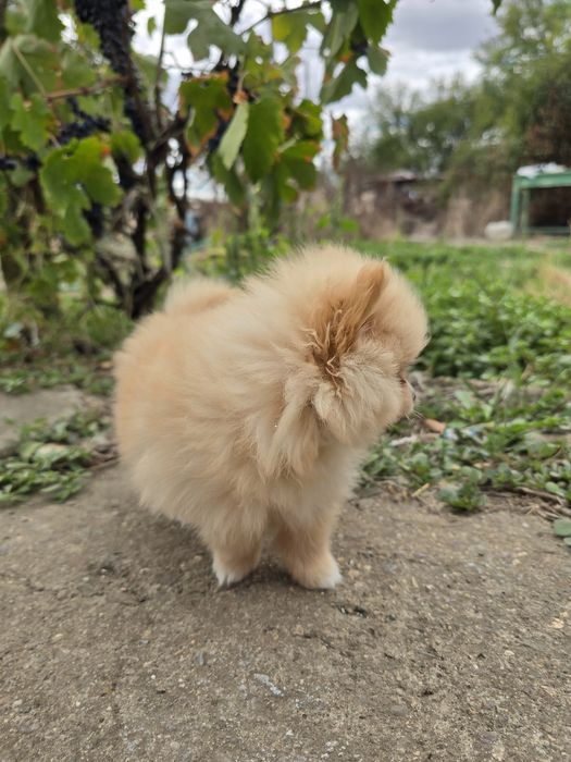 Мини Померан женско