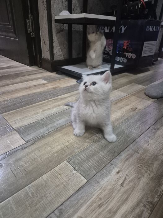 В продаже 4  котенка