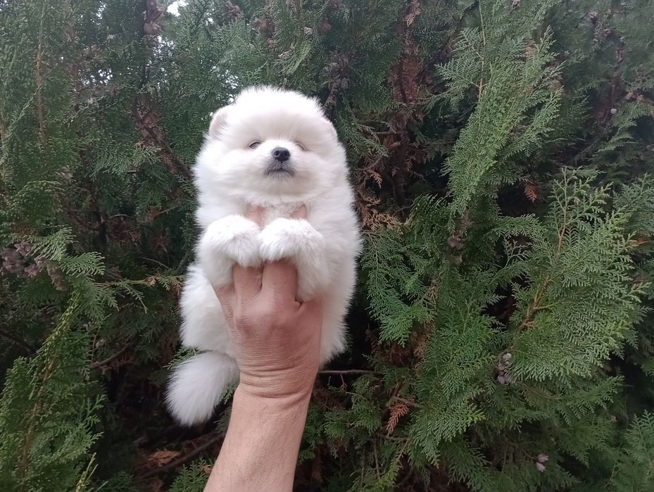 Бели Померани. Мъжки и женски.