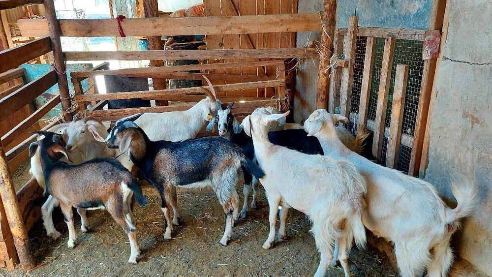 Ешкілер семіз союға дайын жем жеп тұрған ешкі коза козы