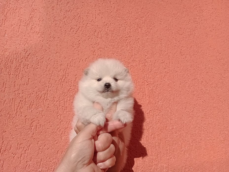 Бели Померани. Мъжки и женски.