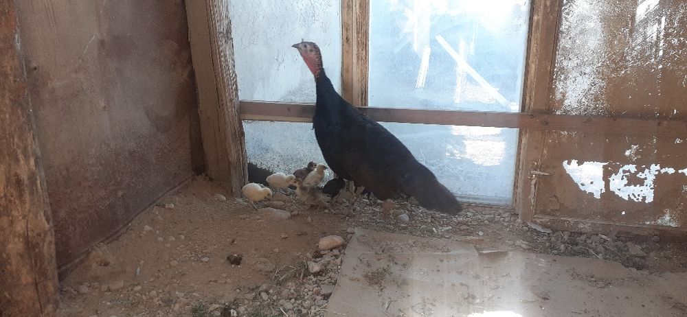 Индюк  8- балапанымен