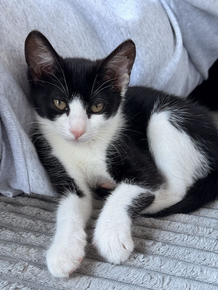 Adopta un pisicut dragut