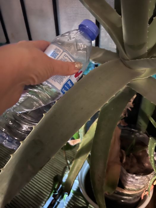 Алоэ  лекарственный, большой,15 летний и меньшего  возраста