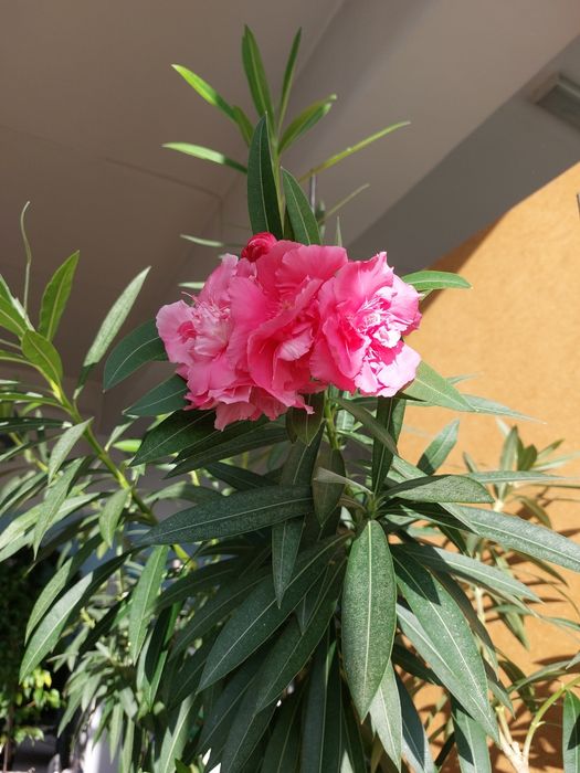 Продам цветущие махровые олеандры