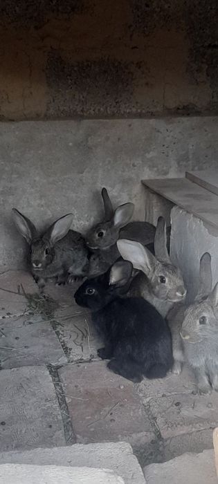 Куён боллалари сотилади