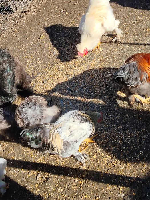 Vând cocosi sau schimb