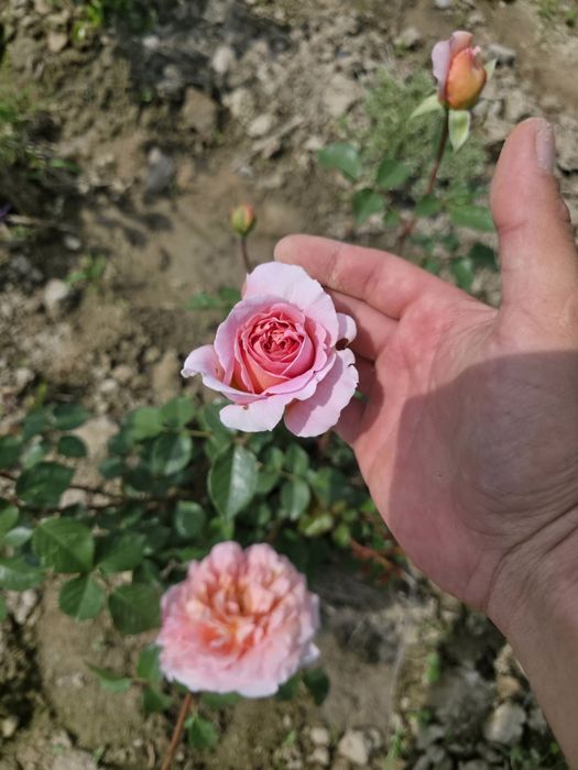 Чайногибрид атиргуллар сотилади