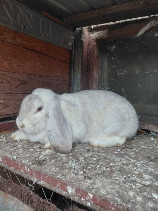 Vând femelă berbec german tânără