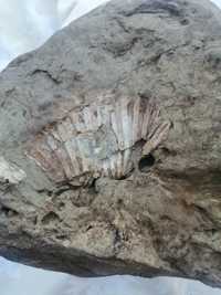 Fosilă veche de milioane de ani