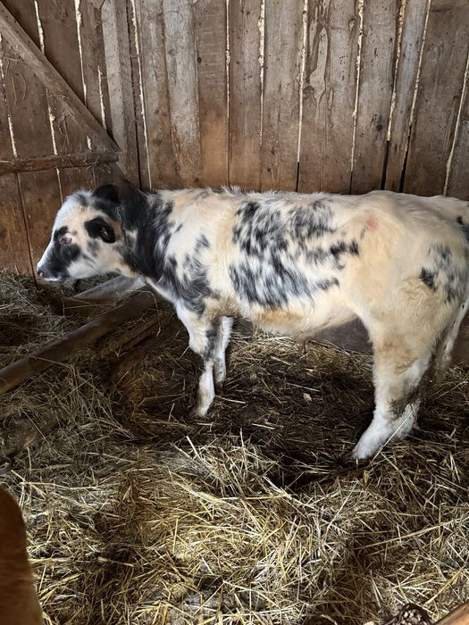 Vand tăurași ,bălțați si belgian!