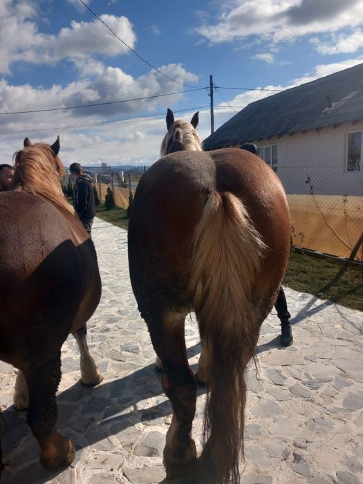 Vînd.doavă.iepe.jestante