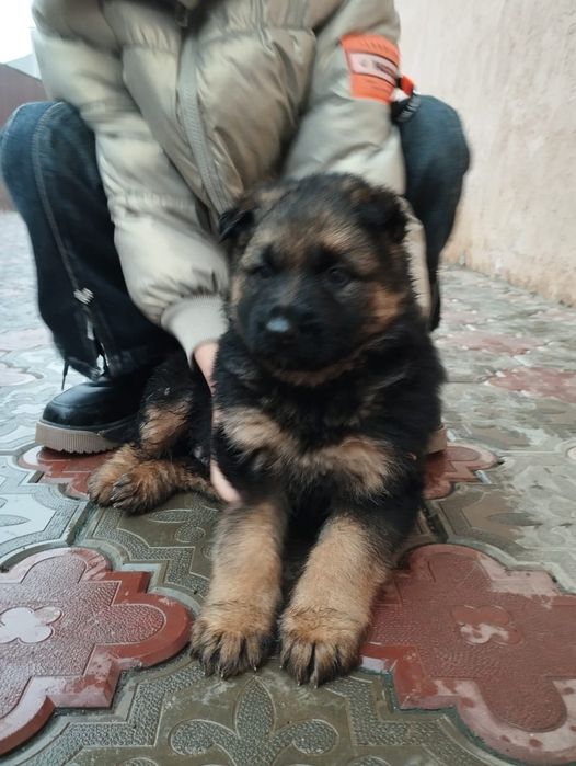 Щенок немецкой овчарки