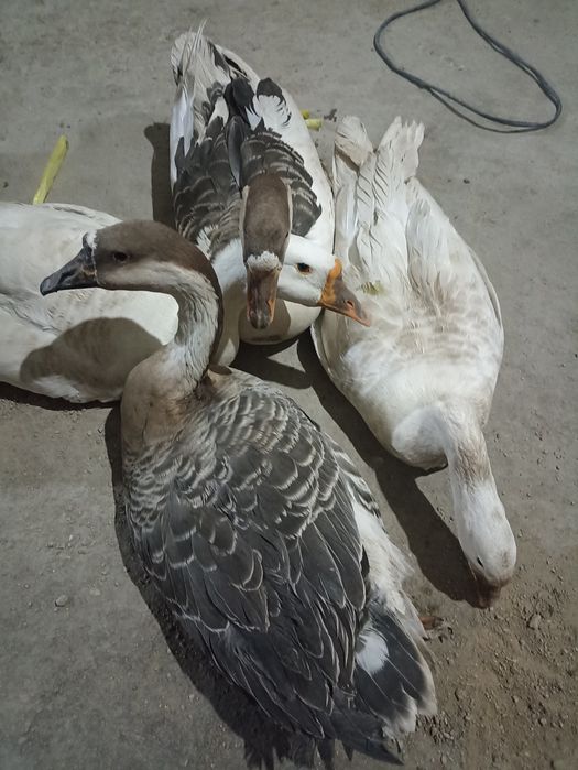 Гозлар сотилади 4 та