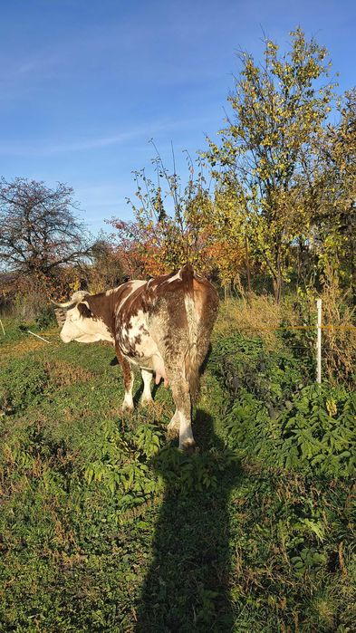 Vacă de vînzare!