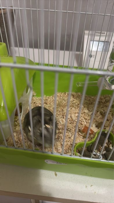 Подарявам хамстер