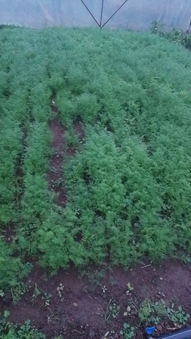 Marar verde bio proaspat