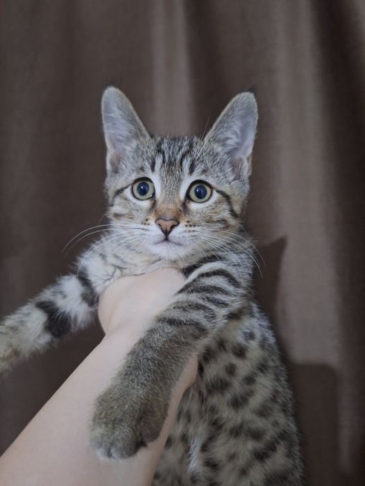 Даром котенок 2 месяца