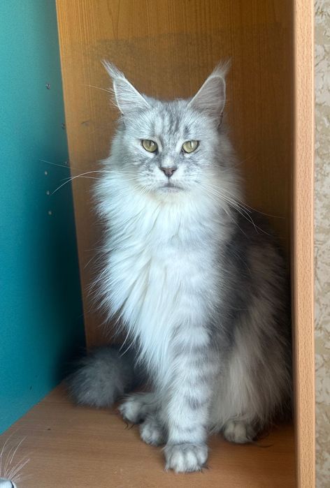 Продам мейн кун котят