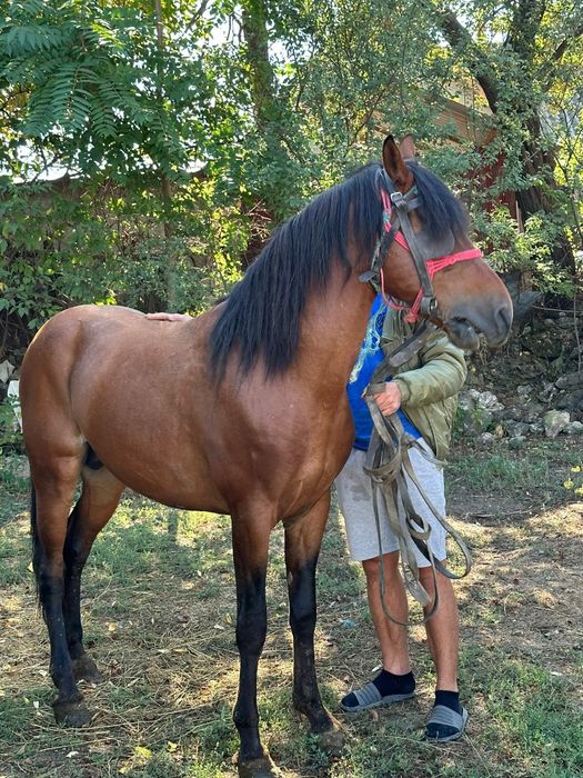 Armăsar de vânzare