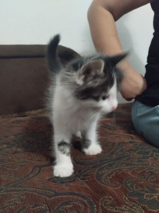 Котята в добрые руки(бесплатно)