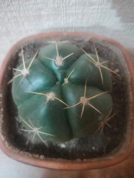 Продам красивый кактус