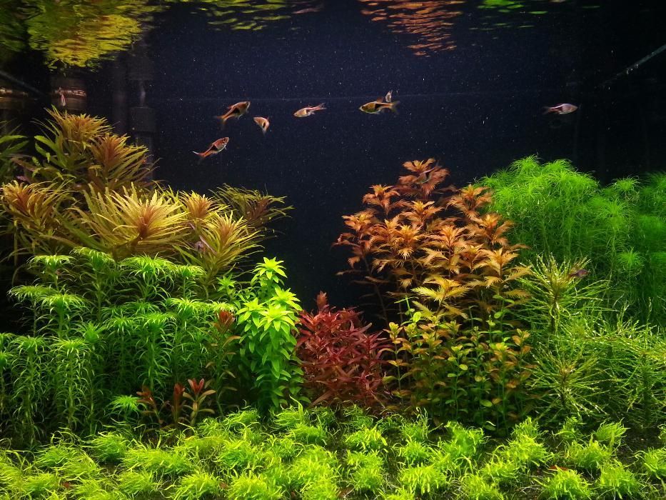 Intretinere acvariu si amenajari acvarii oriunde in tara