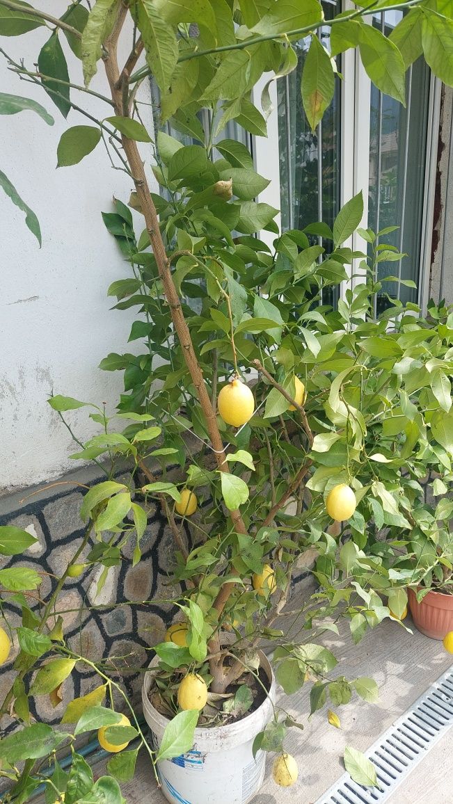 Продавам лимоново  дръвче"био"