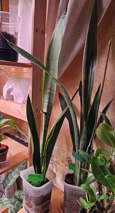 Продам комнатные растения