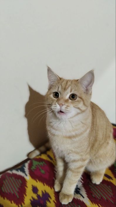 Mushuklar hadiya qilinadi