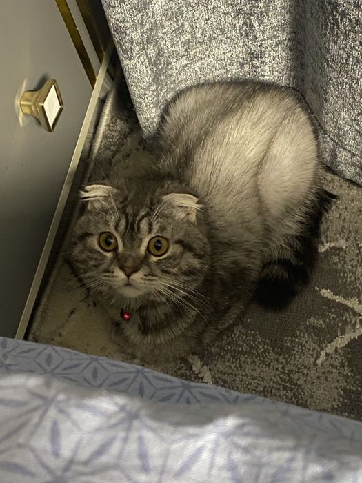 Mushuk Vislouxiy sotiladi Ogil bola