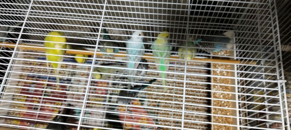 Papagali perusi tineret 2025