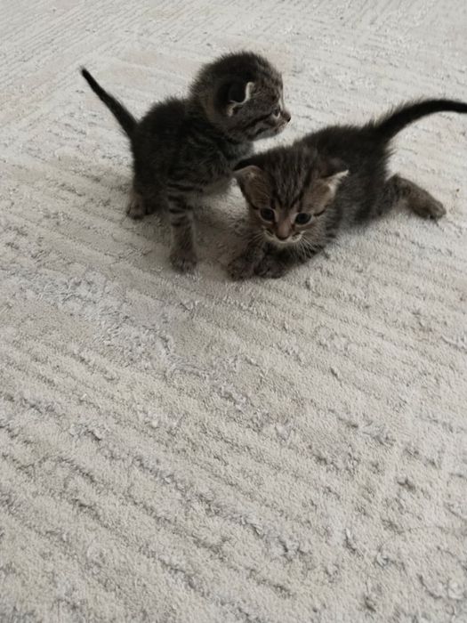 Продам котят в хорошие руки