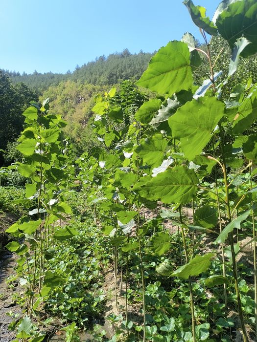 Топола едногодишни  фиданки