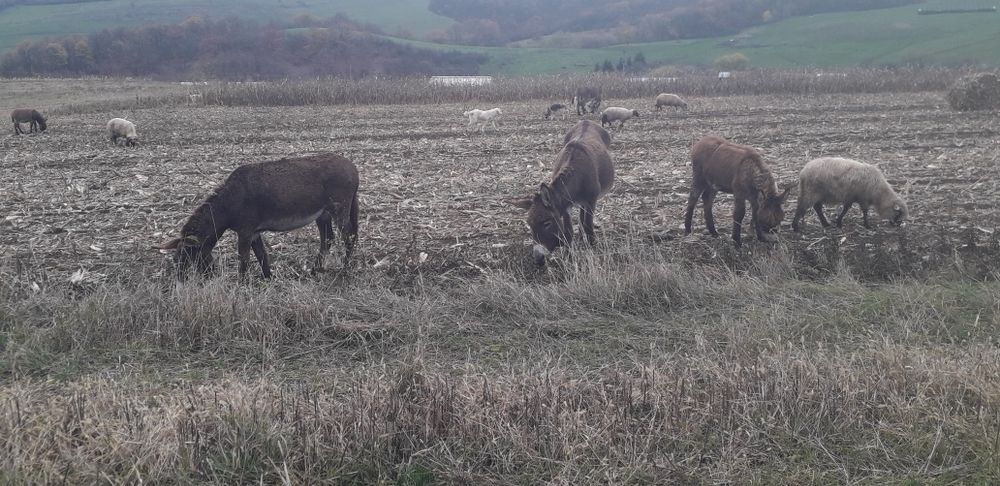 De vanzare două magarite