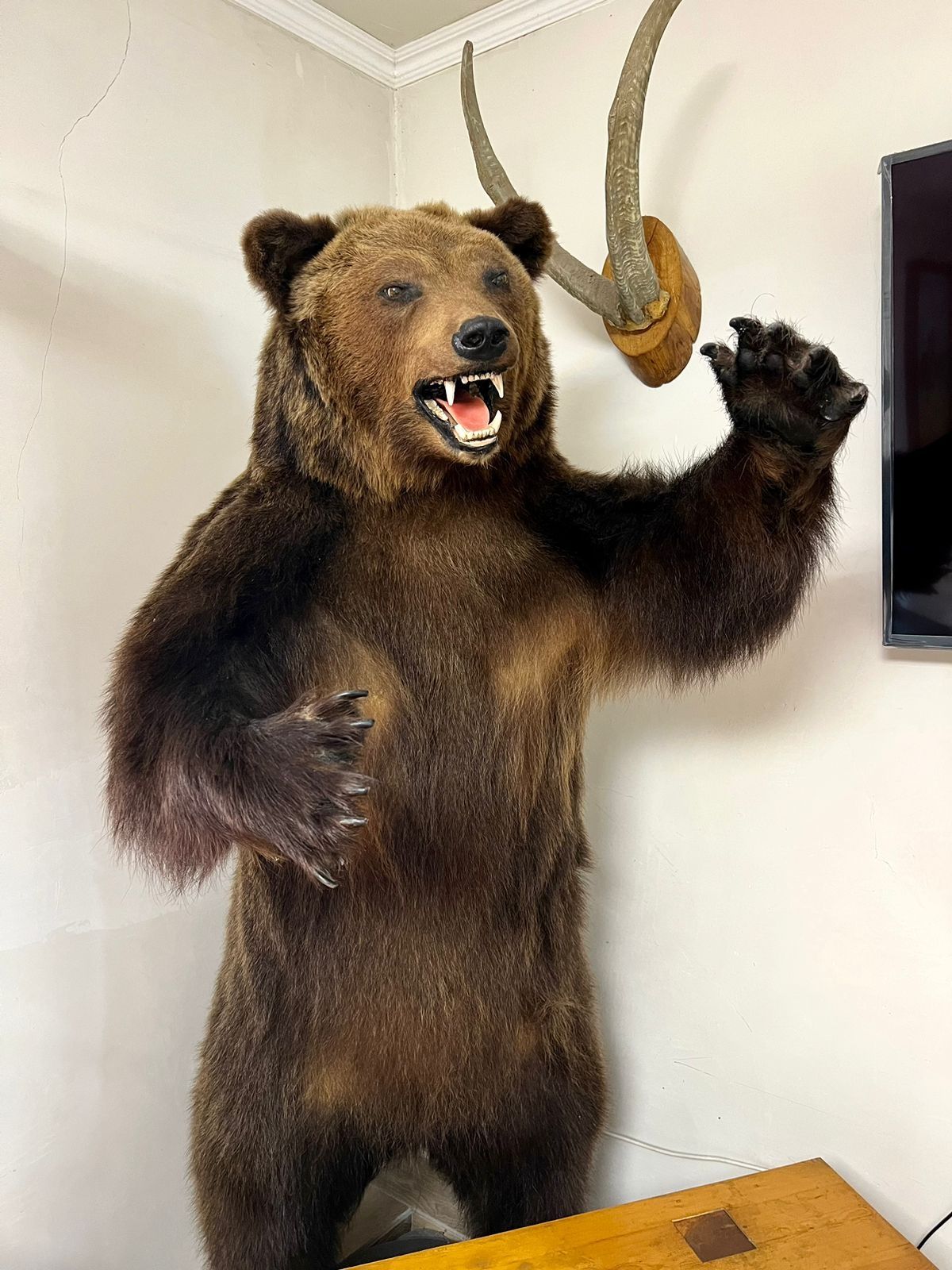 Чучело медведя около 2 метра