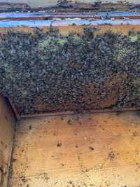 Vând familii de albine- 40 lei rama