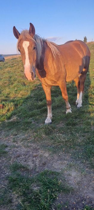 De vânzare mânz învățat